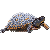 Turtle Avatar