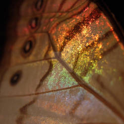 Backlit Butterfly Wing