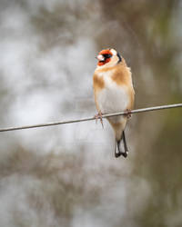 Goldfinch (Carduelis carduelis)