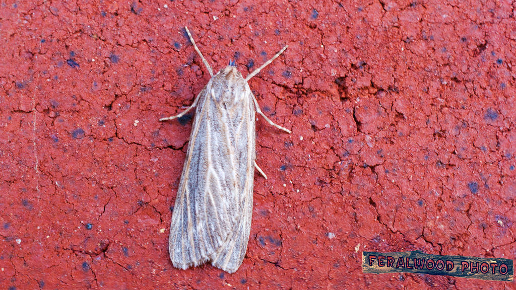 bug on Brick by Feralwood on DeviantArt