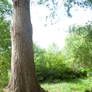 Tree and River