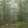 Forest III