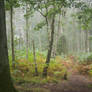 Forest V