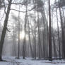 Somewhere In Forest.