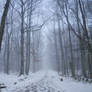 Misty Forest.