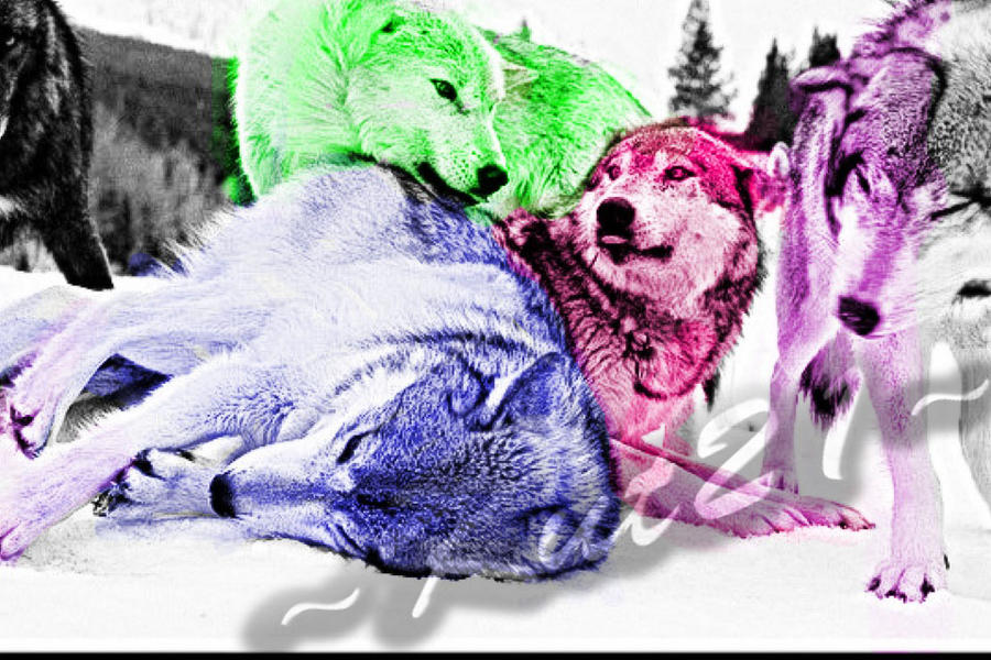 different colored wolves by Kut21 on DeviantArt