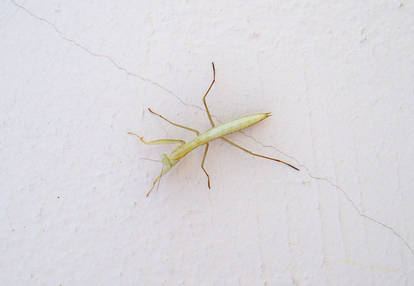 Mantis Religiosa II