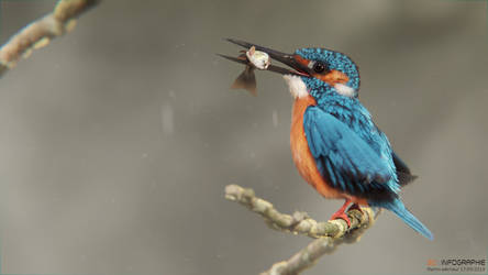 Martin pecheur Kingfisher