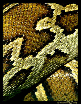 SNAKEskin