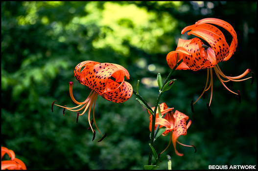 Orange Flowers