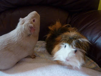 My guinea pigs 1