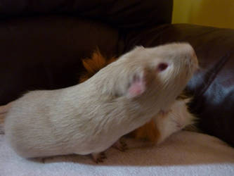 Carrot The Guinea Pig 2