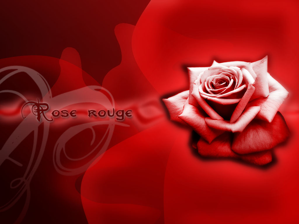 Rose rouge