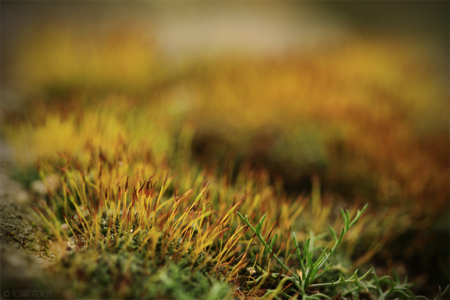 Flowering Moss