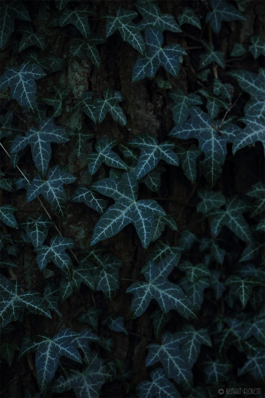 Ivy Colors by Florenaut on DeviantArt