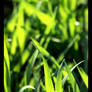 Grass II