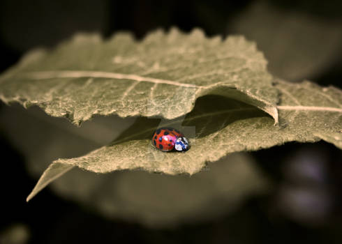 Ladybug