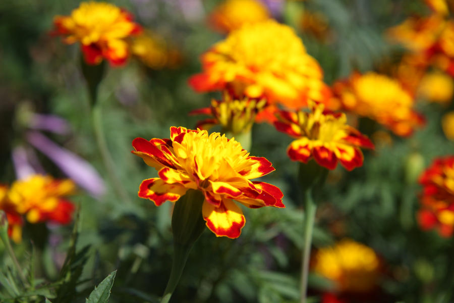 Marigolds