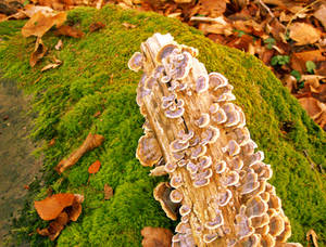 mushroom flowers