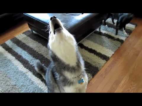 Mishka The Husky Singing