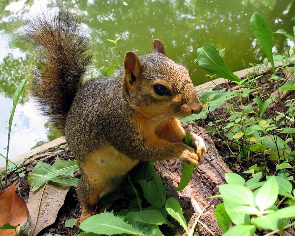 Mr. Nibbles 3 by SlytherinMax on DeviantArt