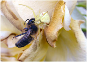 Misumena vatia