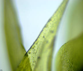 Micro Polytrichum