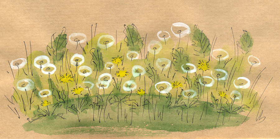 Dandelions