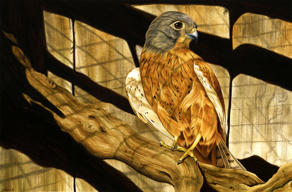 Sepia Falcon