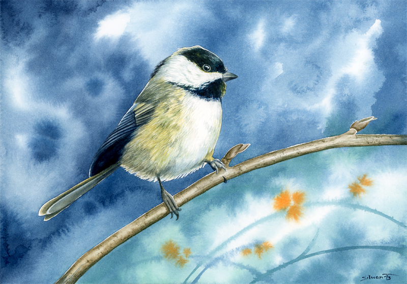 Chickadee