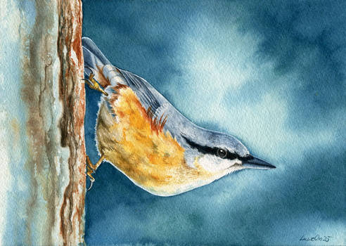 Eurasian Nuthatch