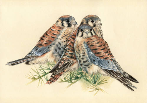 Three Kestrels