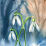 Snowdrops