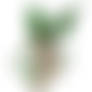 Florel