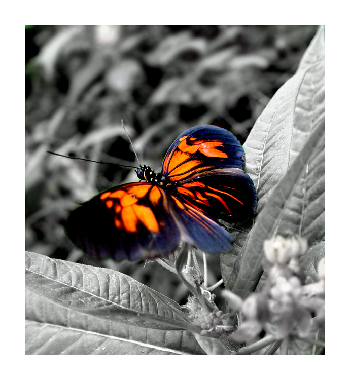 Colors of the Nature - manip.