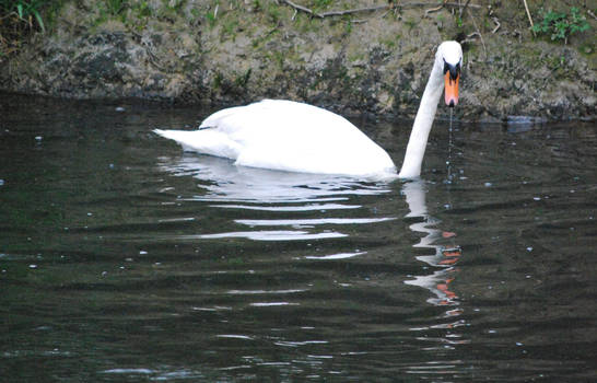 Swan