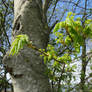 Late Spring Leafy Blooms