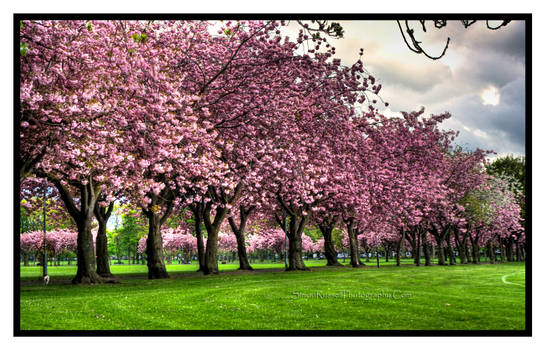 Pink Trees HDR