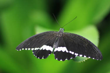 Butterfly3