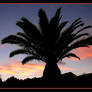 Palm Tree At Evening