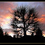 Tree At Sunset