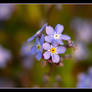 Forget-me-not