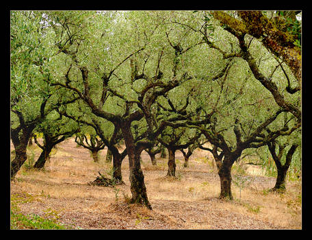 Where Is Jesus? - Olive Trees