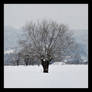 Frozen Tree - Czchow