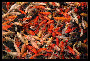 Wonderful Dream Of Fisherman