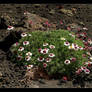 Flowers On A Volcano