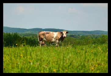 Strange Animal ... (Inspired By Atom Heart Mother) by skarzynscy