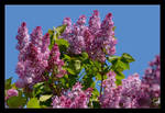 Just Lilac by skarzynscy