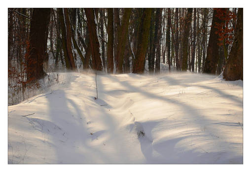 When (In The Forest) The Cold Wind Blows