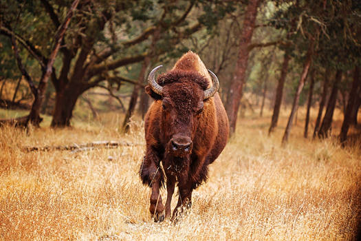 BisonWildLifeSafari